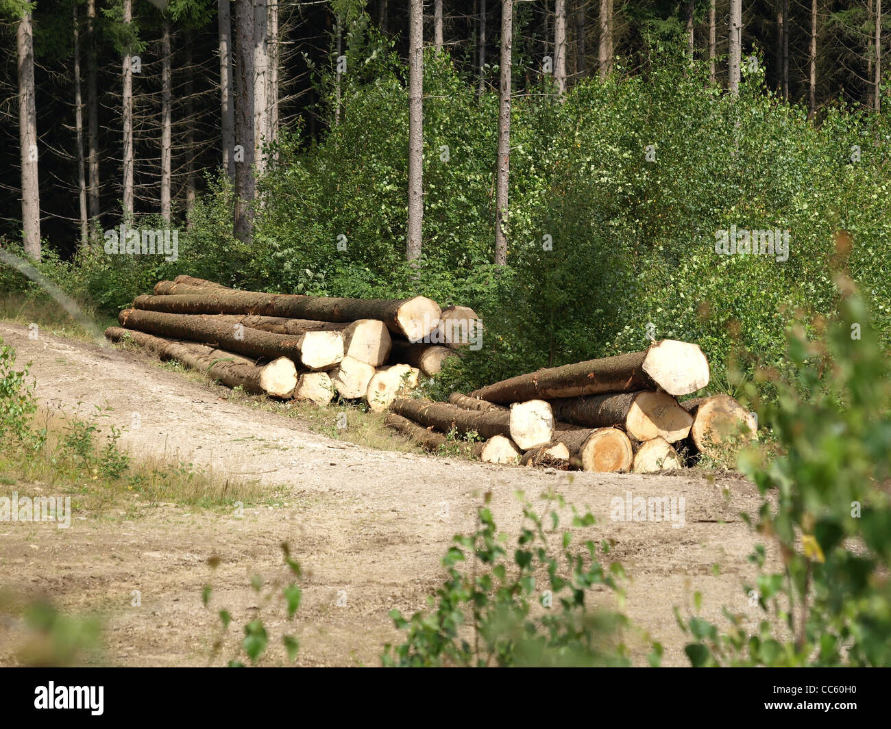 Journaux de longue après arbres tombés / Langholz nach Baumfällung Banque D'Images