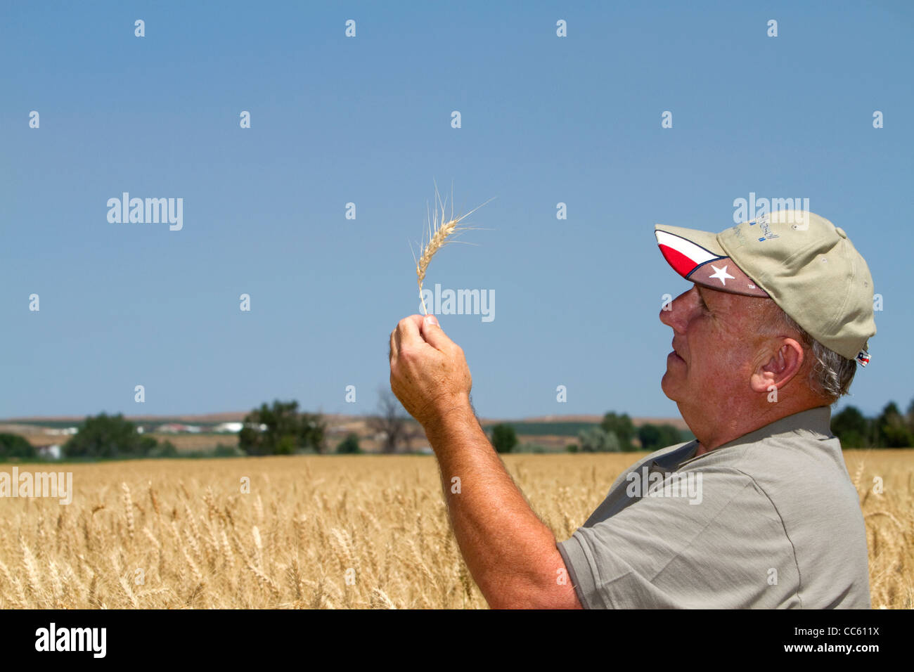 Contrôle de l'agriculteur pour la récolte de blé de la récolte en comté de Canyon, Arizona, USA. M. Banque D'Images