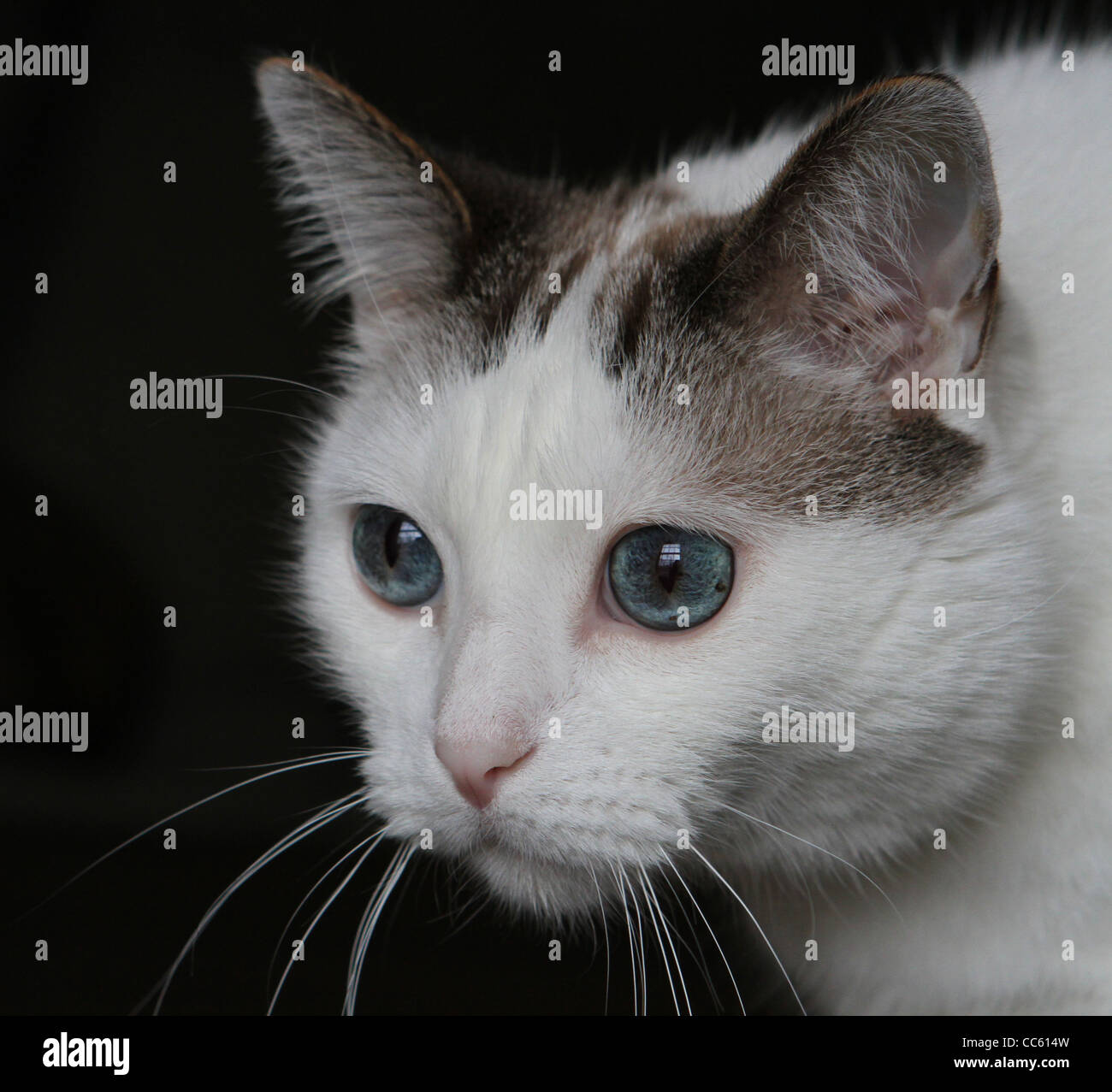 Un gros plan du visage d'un chat mignon avec de grands yeux bleus. Banque D'Images