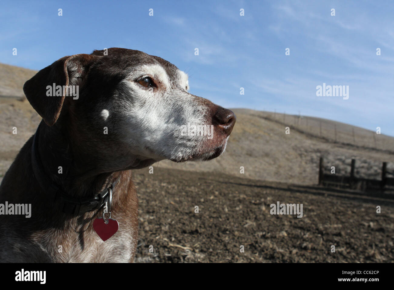 Un gros plan d'un vieux chien sur une belle colline de roulement. Banque D'Images