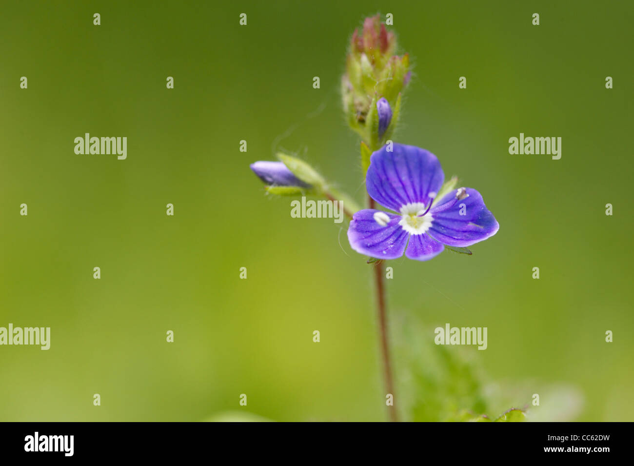 Domaine de Speedwell, Veronica persica, fleur. Banque D'Images