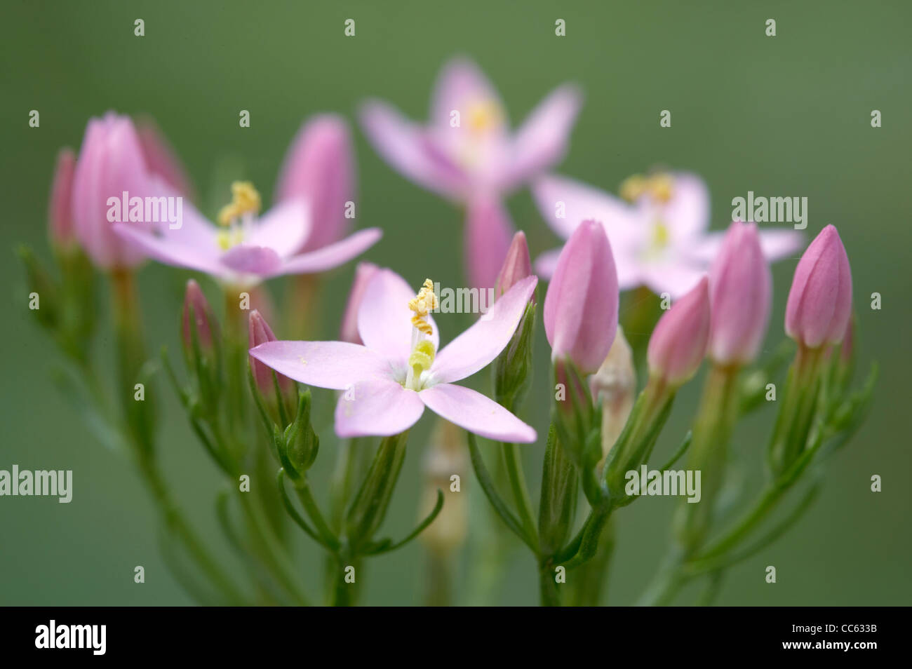 Centaurée Centaurium erythraea commune, fleur, tête avec fleur simple à Banque D'Images