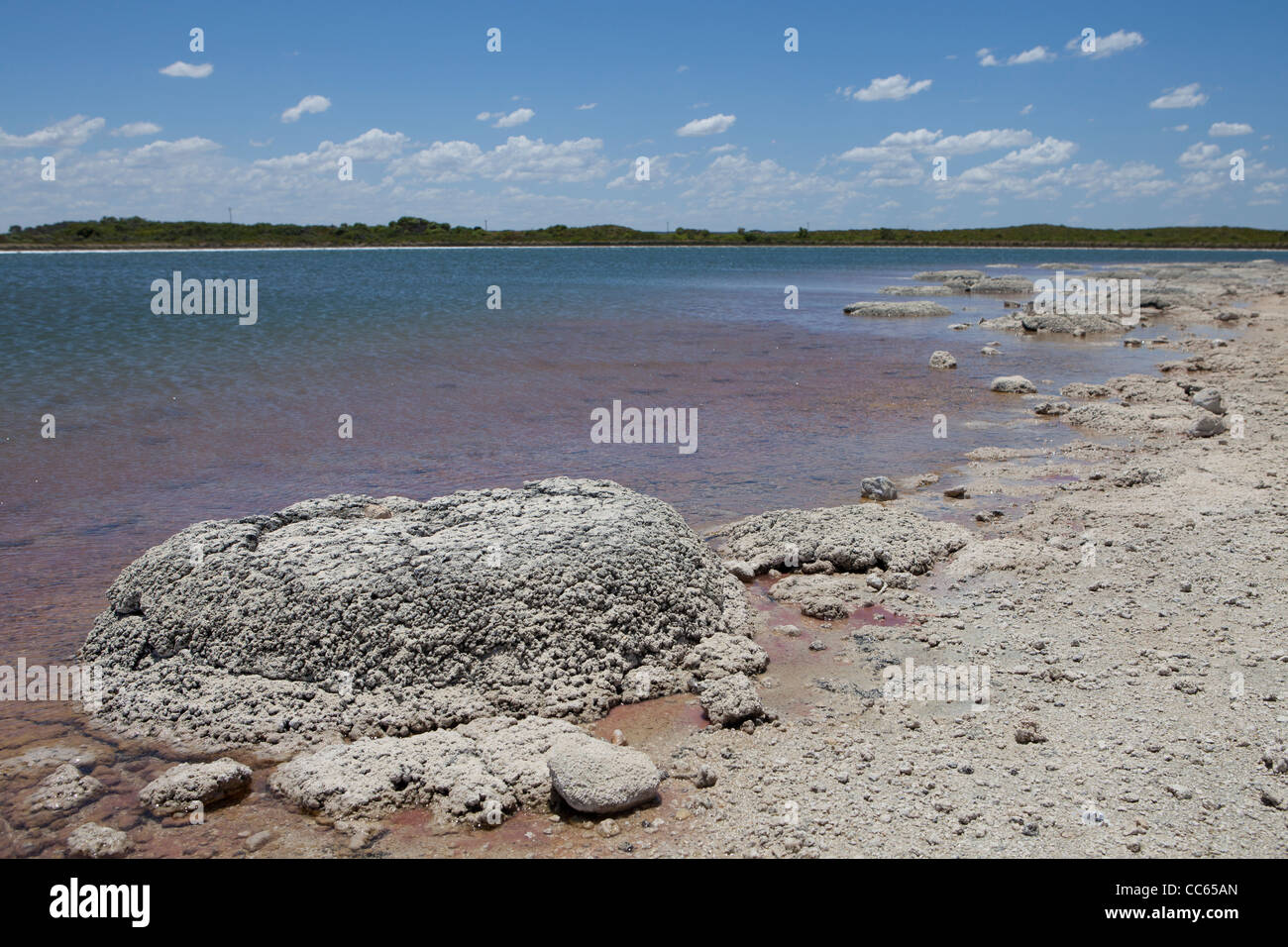 Les stromatolites au lac Thetis, près de Cervantes dans l'ouest de l'Australie Banque D'Images