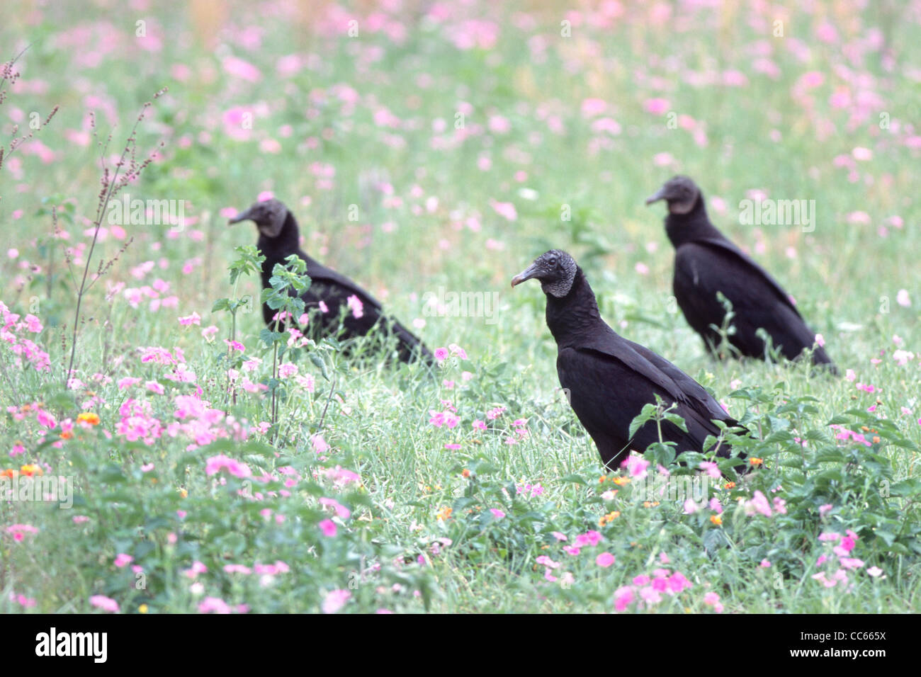 Les charognards vautours noirs dans le champ de fleurs sauvages Banque D'Images