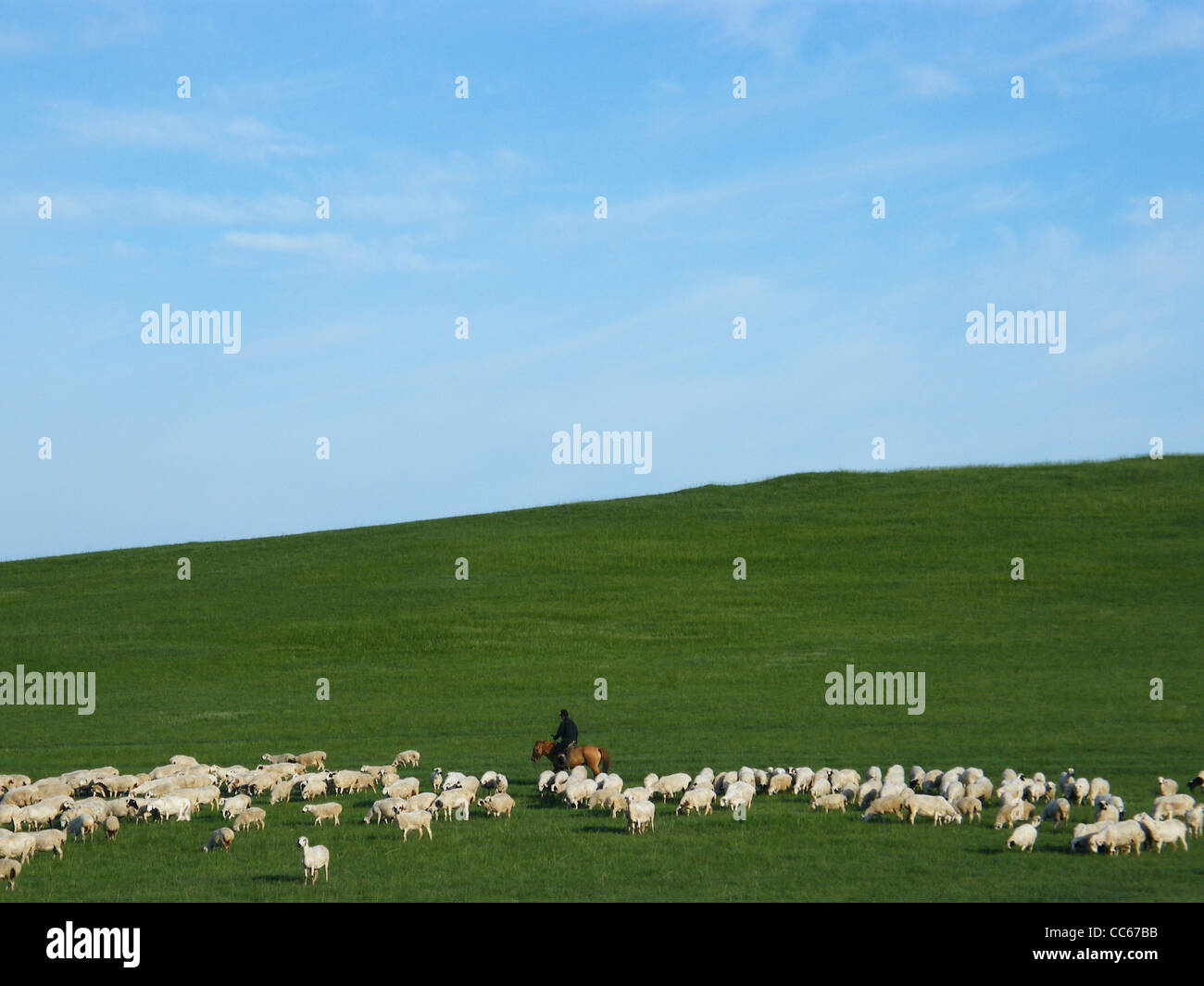 Troupeaux de moutons, de mongole est Bannière Ujimqin, Xilin Gol League, la Mongolie intérieure Banque D'Images
