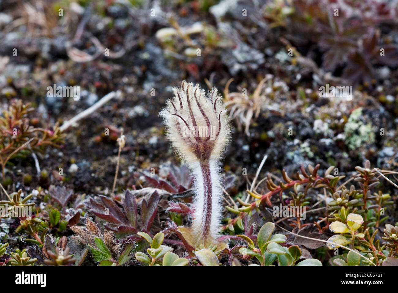 Mogop, Anemone vernalis, kevad-karukell vermalis, pulsatilla, fleurs de la Norvège Banque D'Images