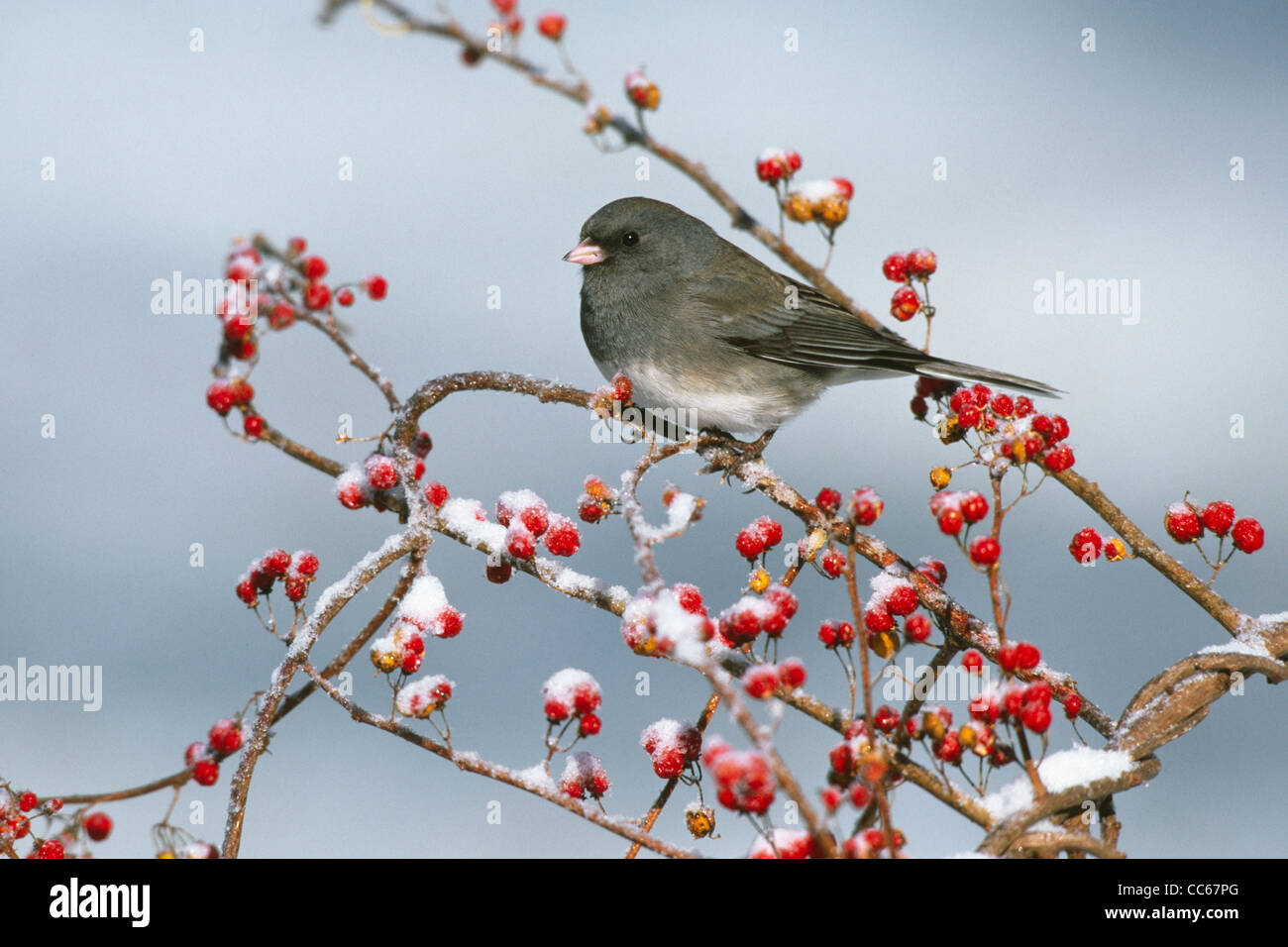 Dark-eyed Junco perché dans les petits fruits doux-amer avec de la neige Banque D'Images