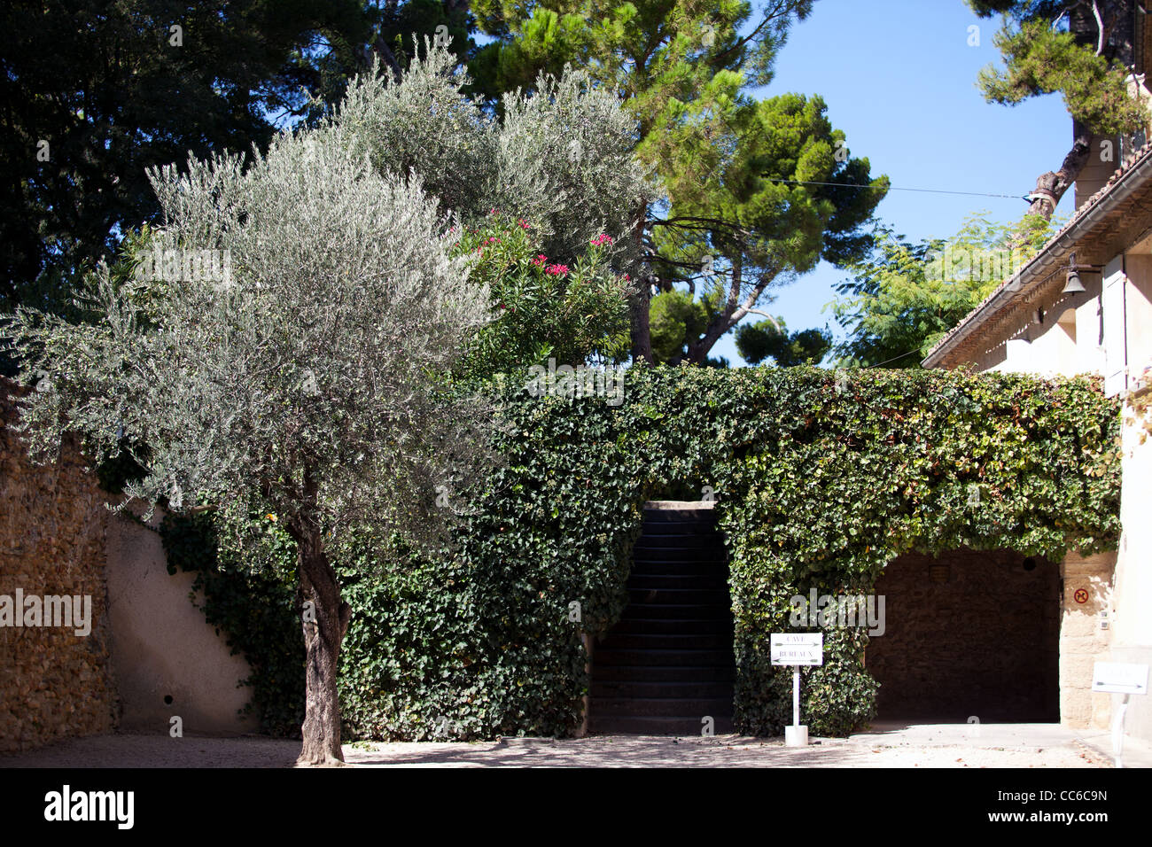 Vignes couvrent un mur à l'extérieur d'une aire de stationnement dans le Château La Nerthe, France Banque D'Images