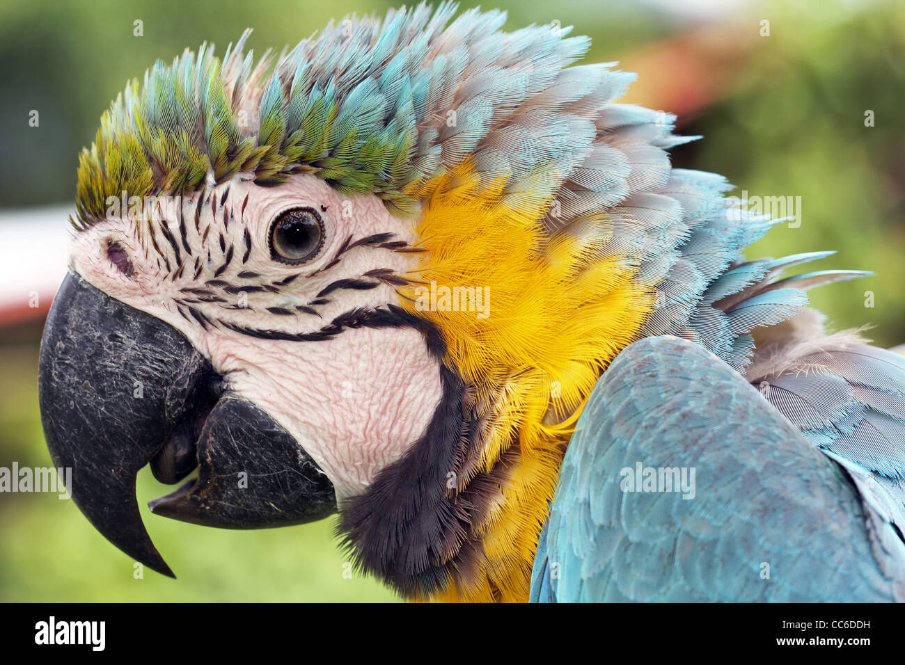 Le Bleu-et-jaune Macaw (Ara ararauna), également connu sous le nom de bleu et or, Ara dans l'Amazonie péruvienne Banque D'Images
