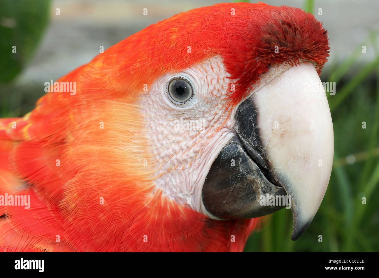 L'ara rouge (Ara macao) dans l'Amazonie péruvienne Banque D'Images