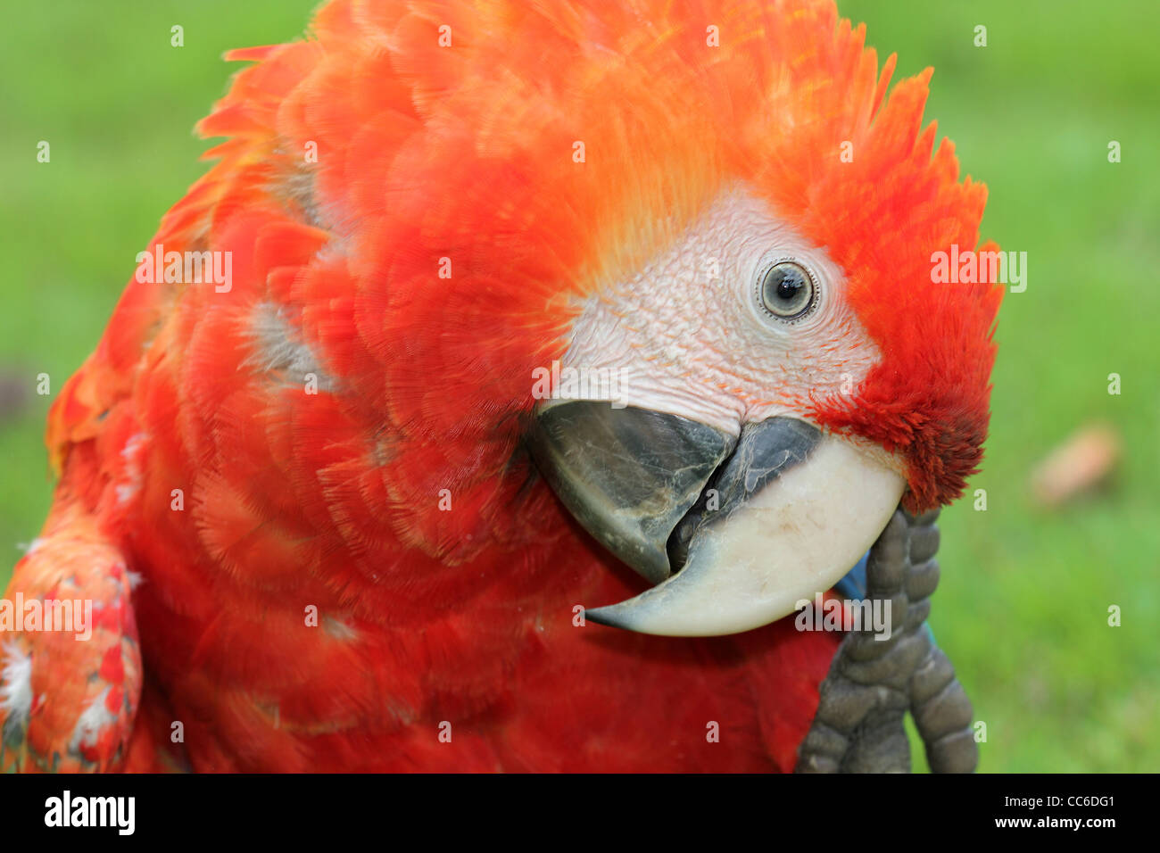 L'ara rouge (Ara macao) dans l'Amazonie péruvienne Banque D'Images