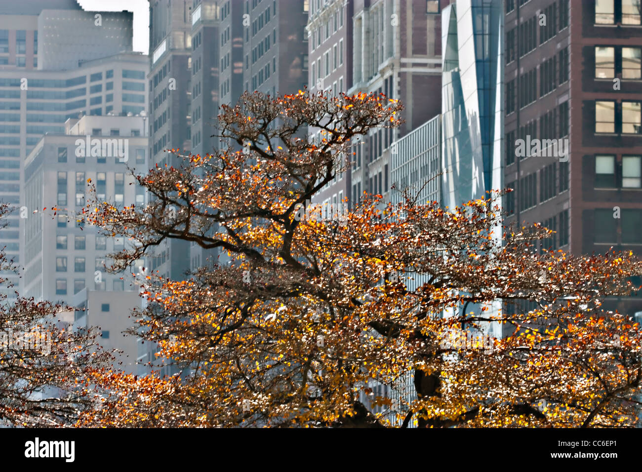 Arbre d'automne à Chicago park Banque D'Images