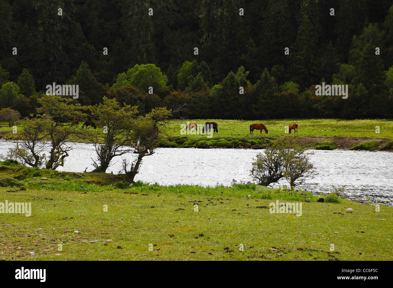 Les chevaux pâturage libre à côté du fleuve Yarlung Zangbo, Tibet, Chine Banque D'Images