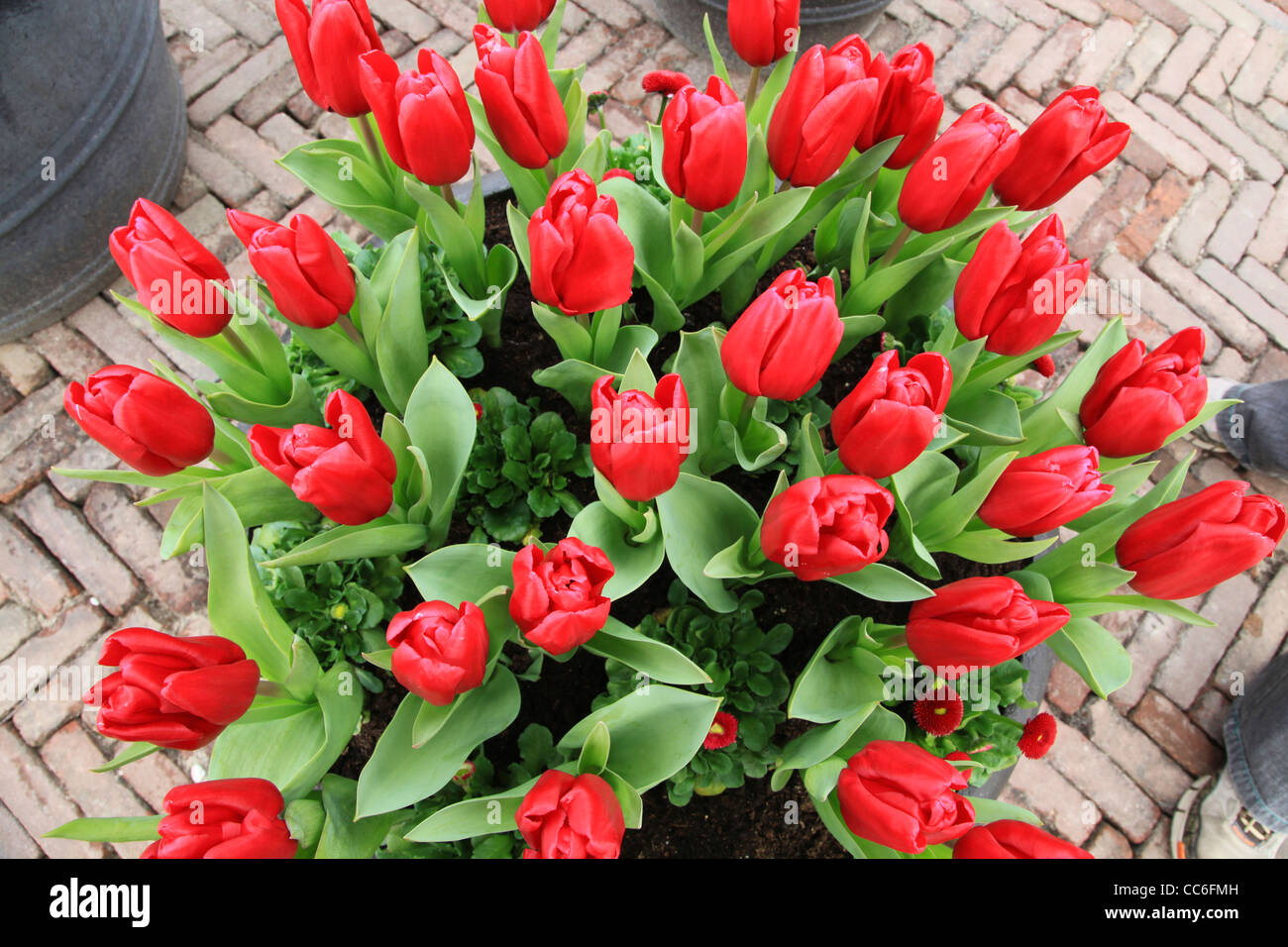 Tulip, Keukenhof, Amsterdam, Pays-Bas Banque D'Images