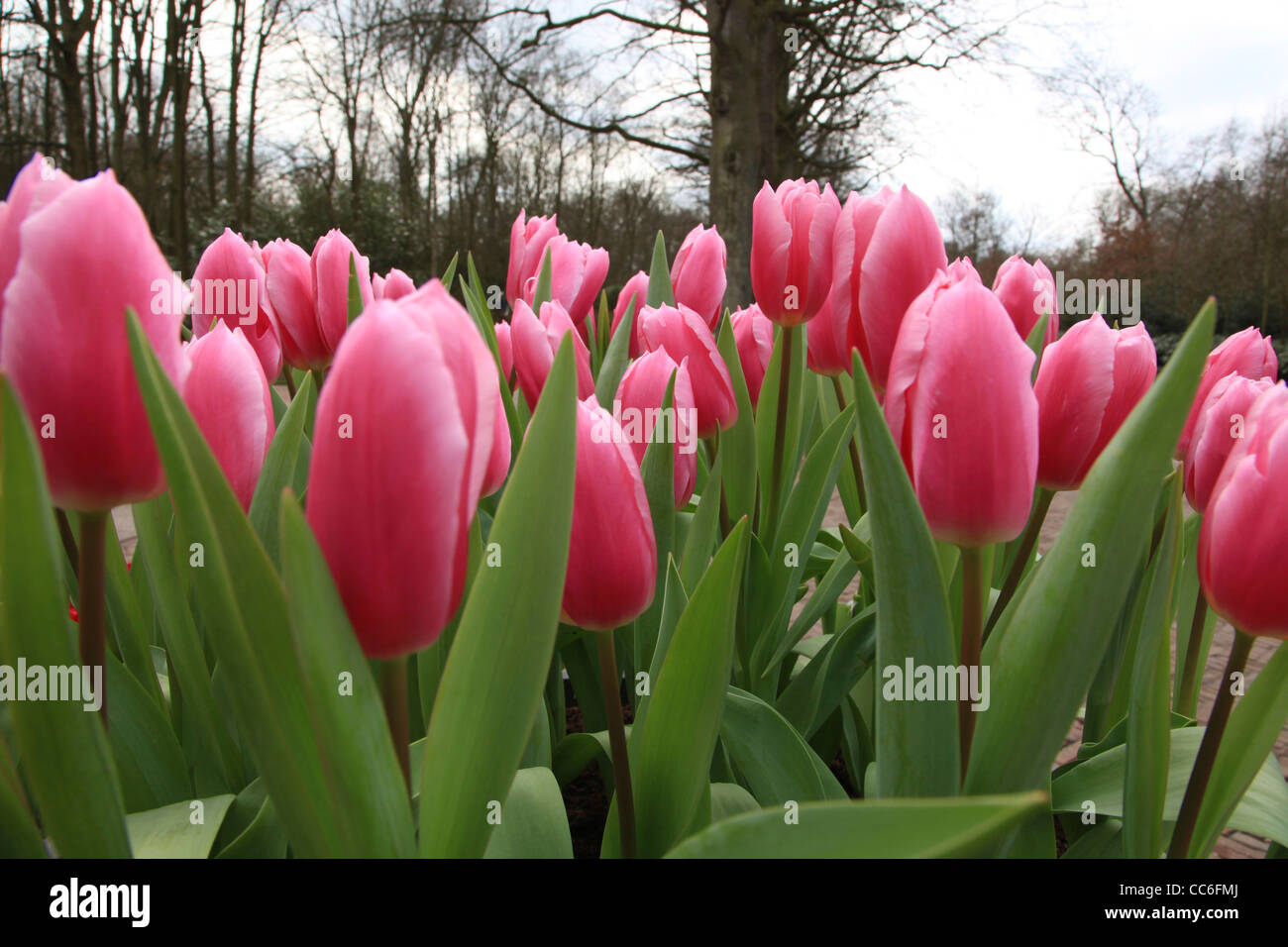 Tulip, Keukenhof, Amsterdam, Pays-Bas Banque D'Images