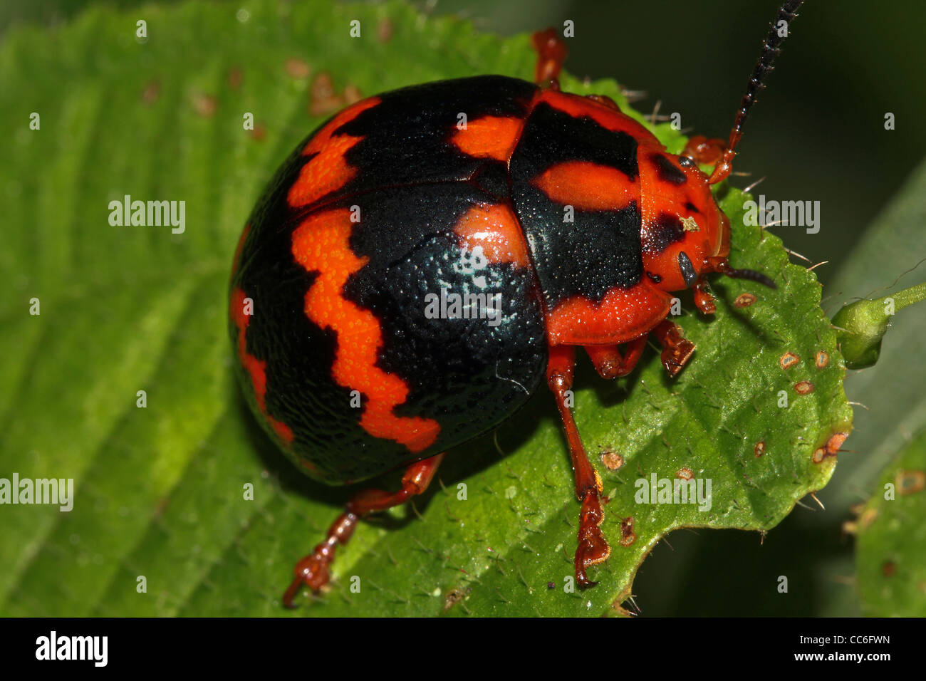 Insecte rouge et noir Banque de photographies et d’images à haute résolution Alamy