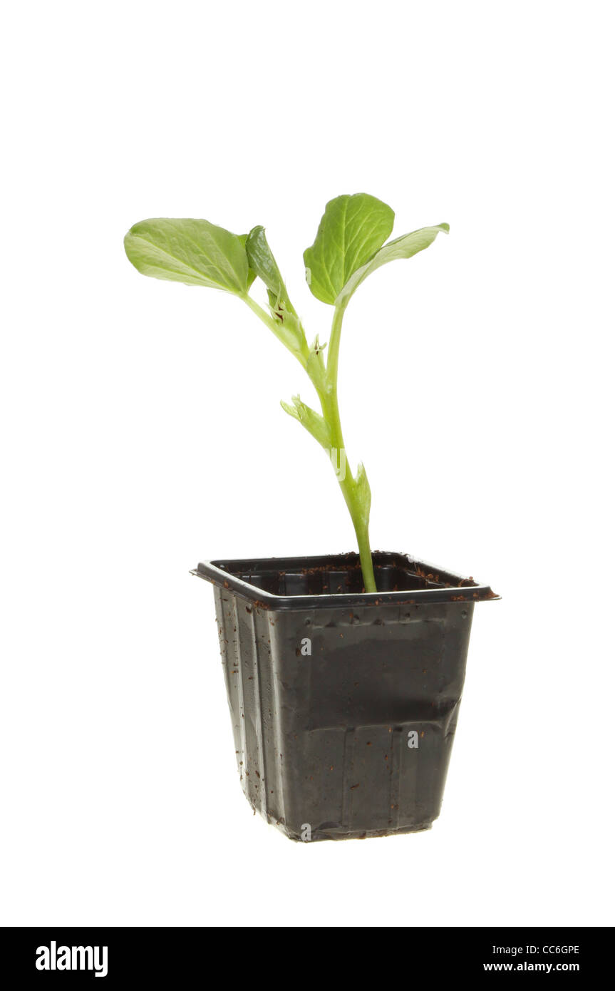 Fève des semis de plantes dans un pot en plastique blanc isolé contre Banque D'Images