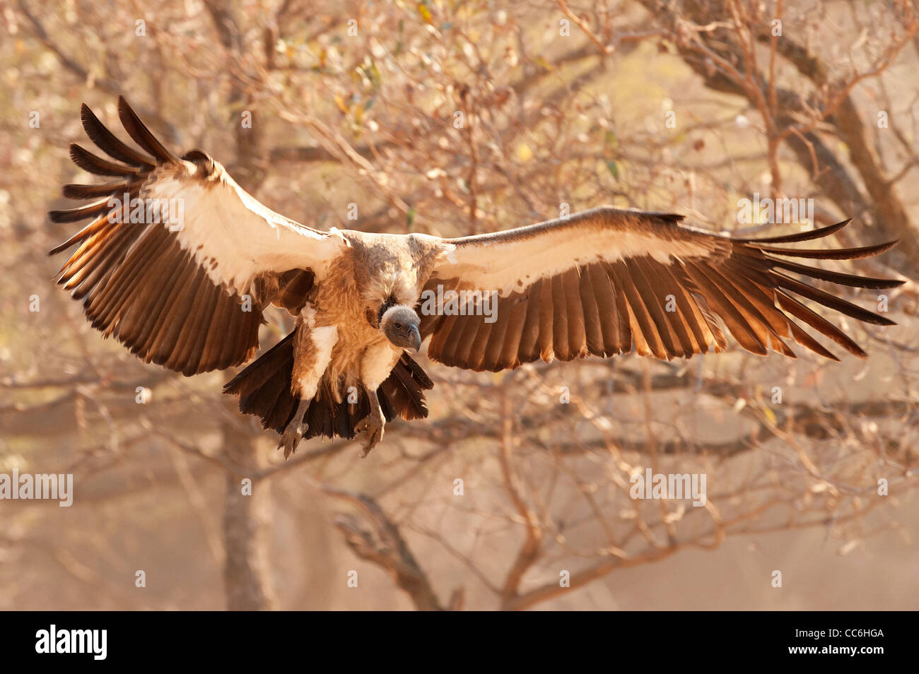 Un vautour landing pour nourrir Banque D'Images