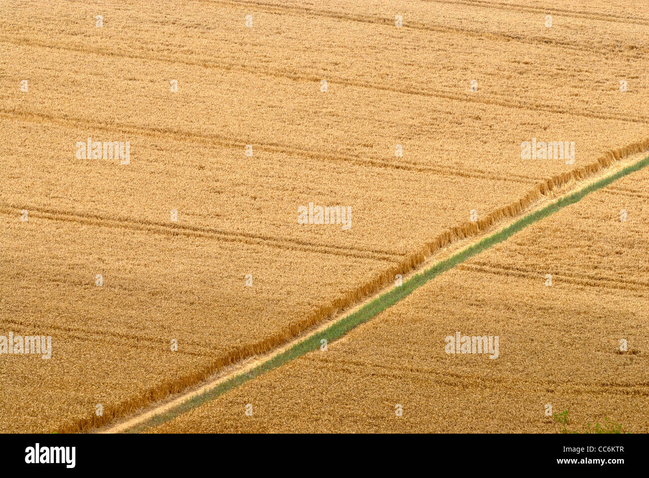 Sentier à travers champ, les agriculteurs (North Downs Way), Kent, Angleterre, Royaume-Uni Banque D'Images