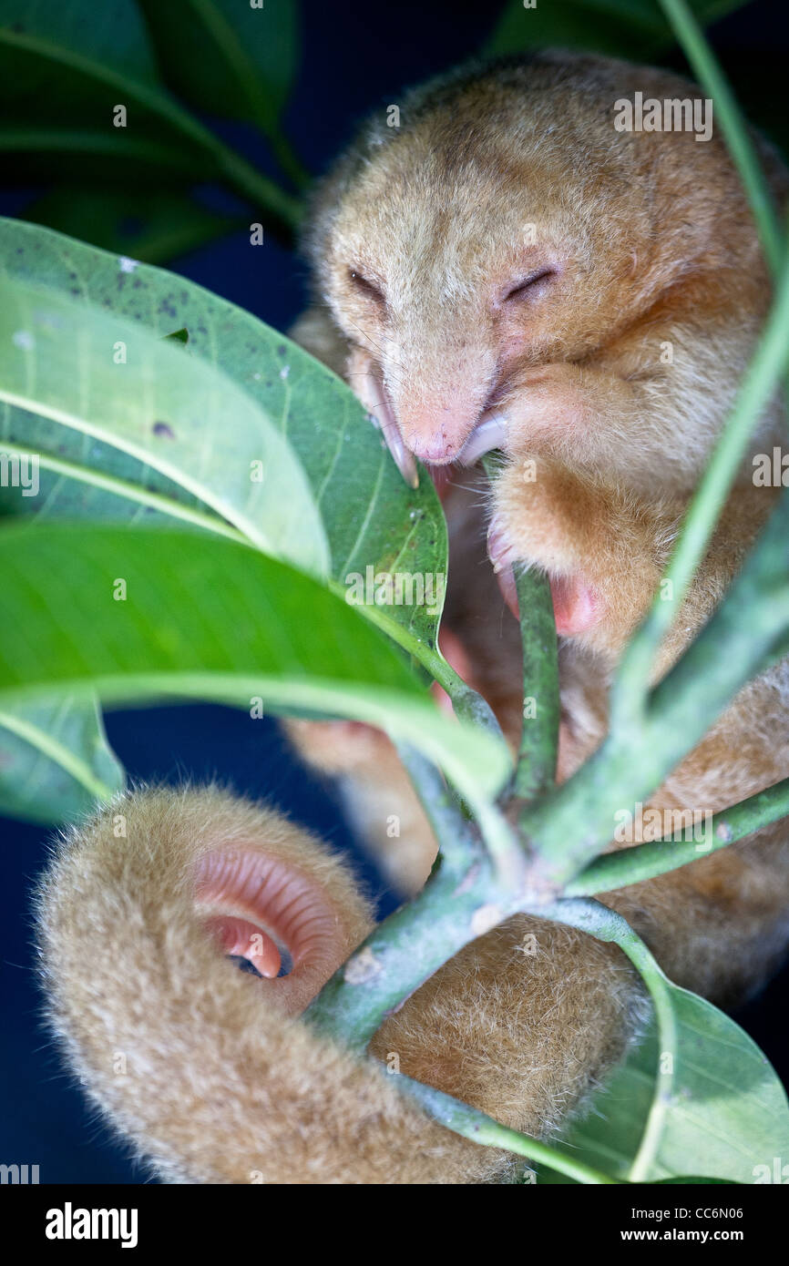 Panama faune avec une anteater soyeuse, CYCLOPES didactylus, dans une forêt près de Penonome dans la province de Cocle, République du Panama, Amérique centrale. Banque D'Images