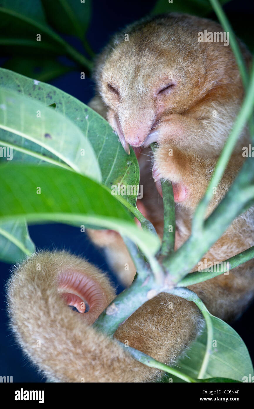 Panama faune avec une anteater soyeuse, CYCLOPES didactylus, dans une forêt près de Penonome dans la province de Cocle, République du Panama, Amérique centrale. Banque D'Images