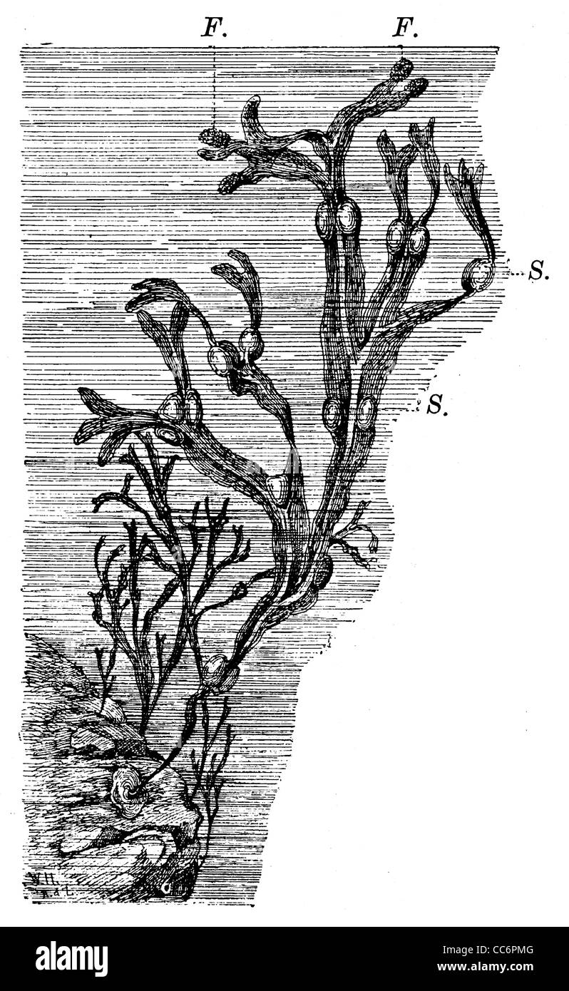 Bladderrack, S. : La vessie natatoire, F. Points de départ des outils de reproduction Banque D'Images