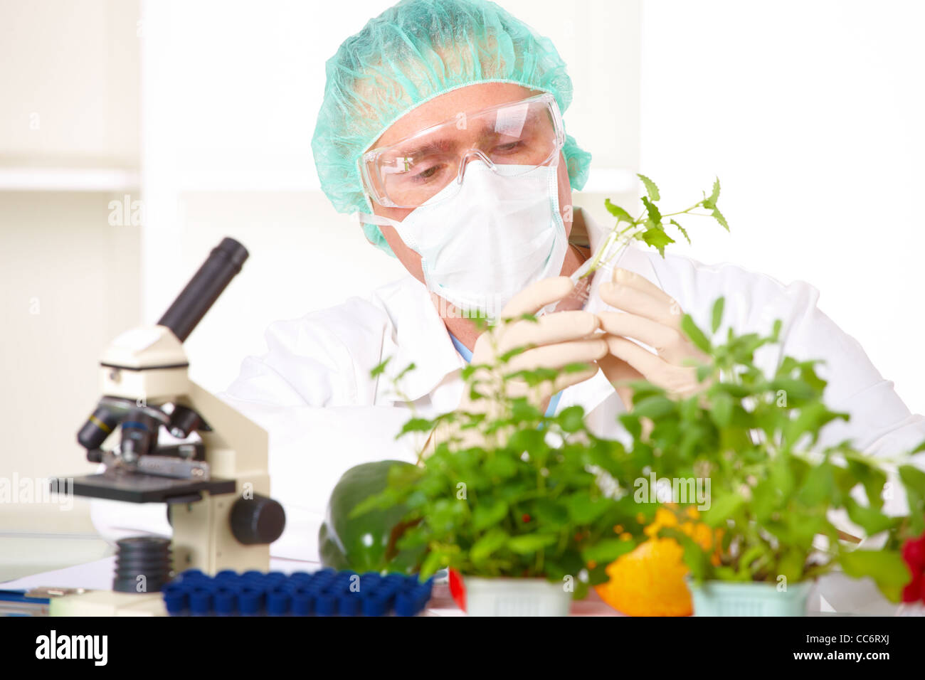 Chercheur au microscope avec un OGM légumes Banque D'Images