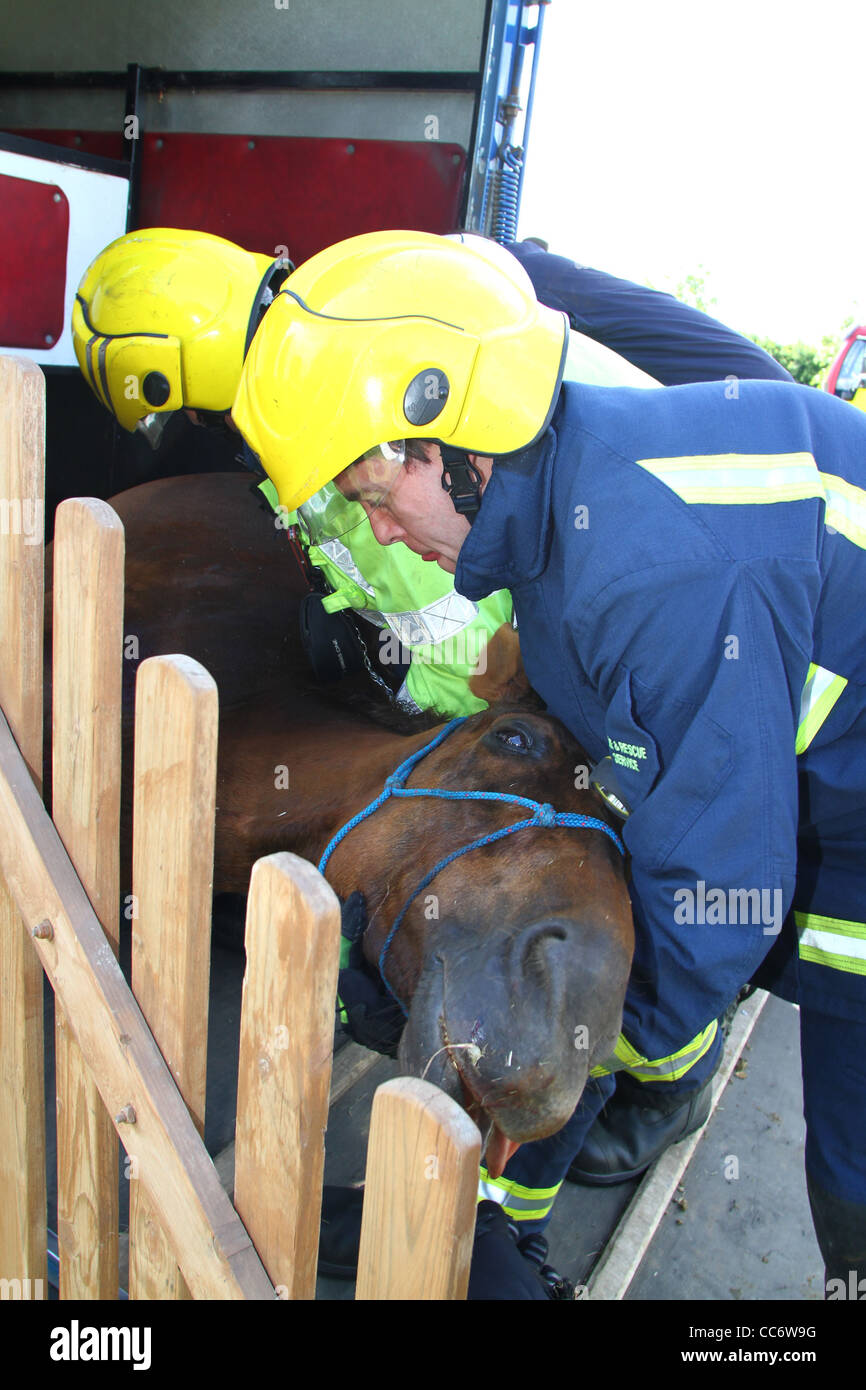 Sauvetage d'un cheval sur l'A1 dans le Cambridgeshire après la jambe du cheval est resté prisonnier en transit. Banque D'Images