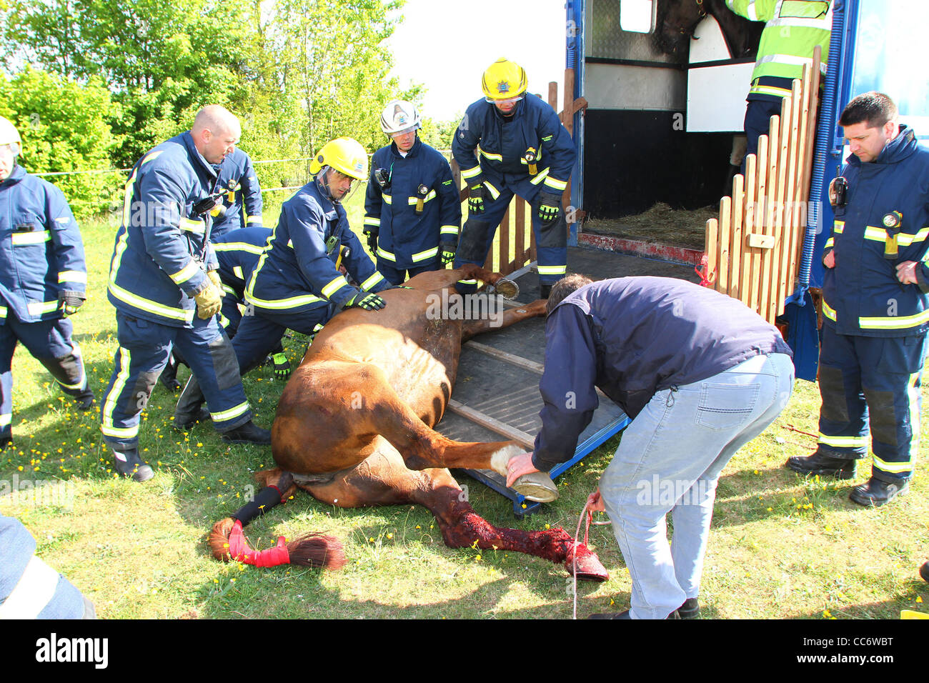 Sauvetage d'un cheval sur l'A1 dans le Cambridgeshire après la jambe du cheval est resté prisonnier en transit. Banque D'Images