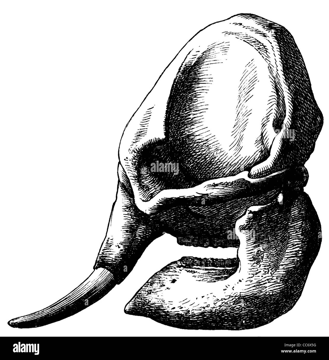 Crâne d'éléphant indien Banque D'Images
