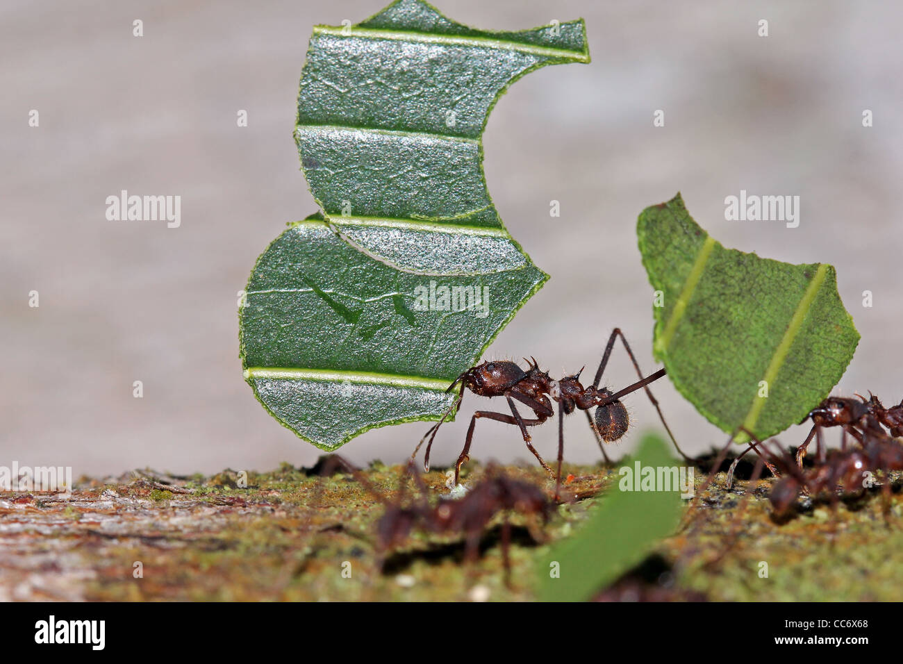 Les fourmis coupeuses de feuilles (Atta sp.) l'exécution laisse en Amazonie péruvienne Banque D'Images