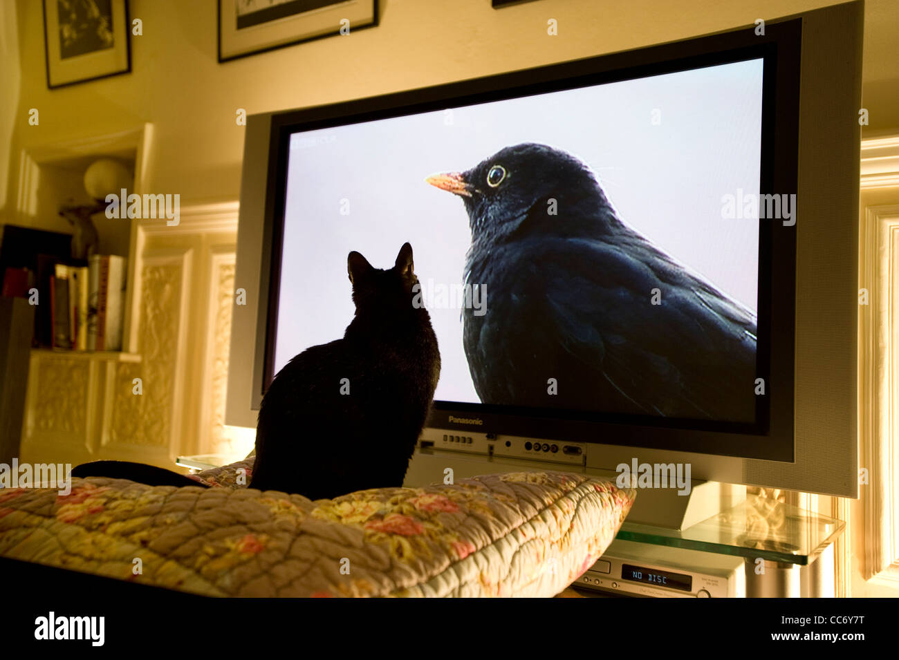 Black Cat watching TV sur blackbird Banque D'Images