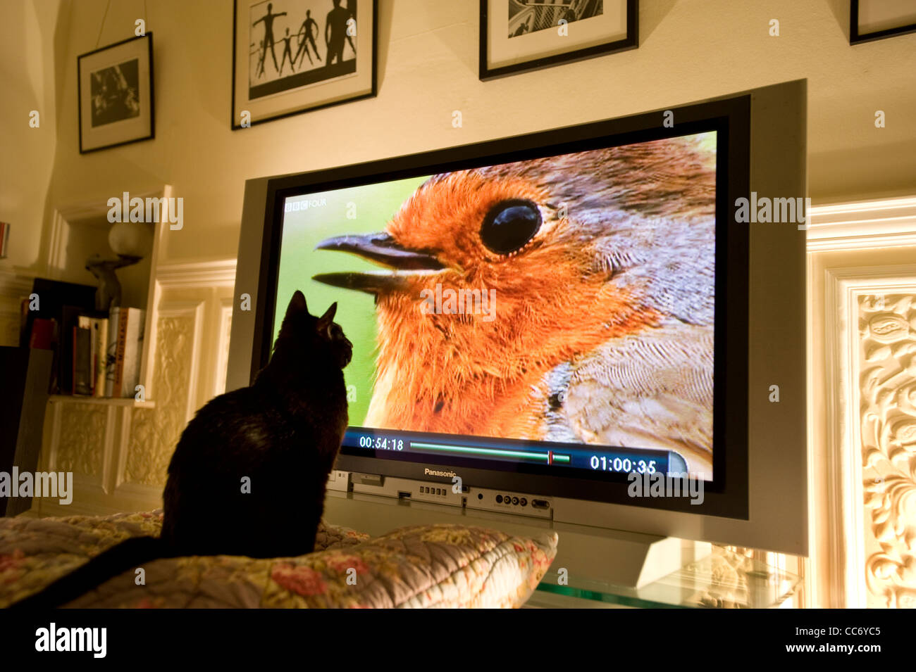 Chat noir regarde un oiseau Robin européenne ( Erithacus rubecula aux abords ) à la télévision Banque D'Images