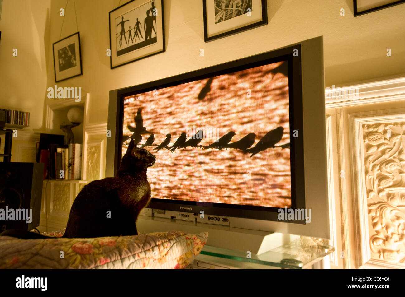 Siamois Chat Noir montres une rangée d'oiseaux ( Hirundines avaler ou maison Martins ) perché sur un fil téléphonique sur un grand écran de télévision plasma Panasonic lors d'un documentaire de la faune Nature Banque D'Images