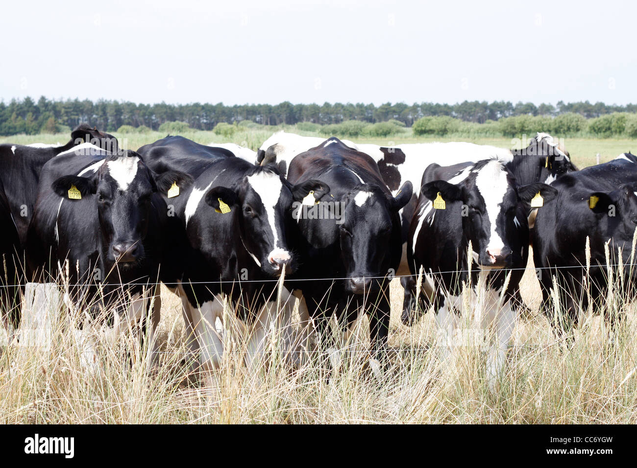 Vaches dans une ferme Banque D'Images