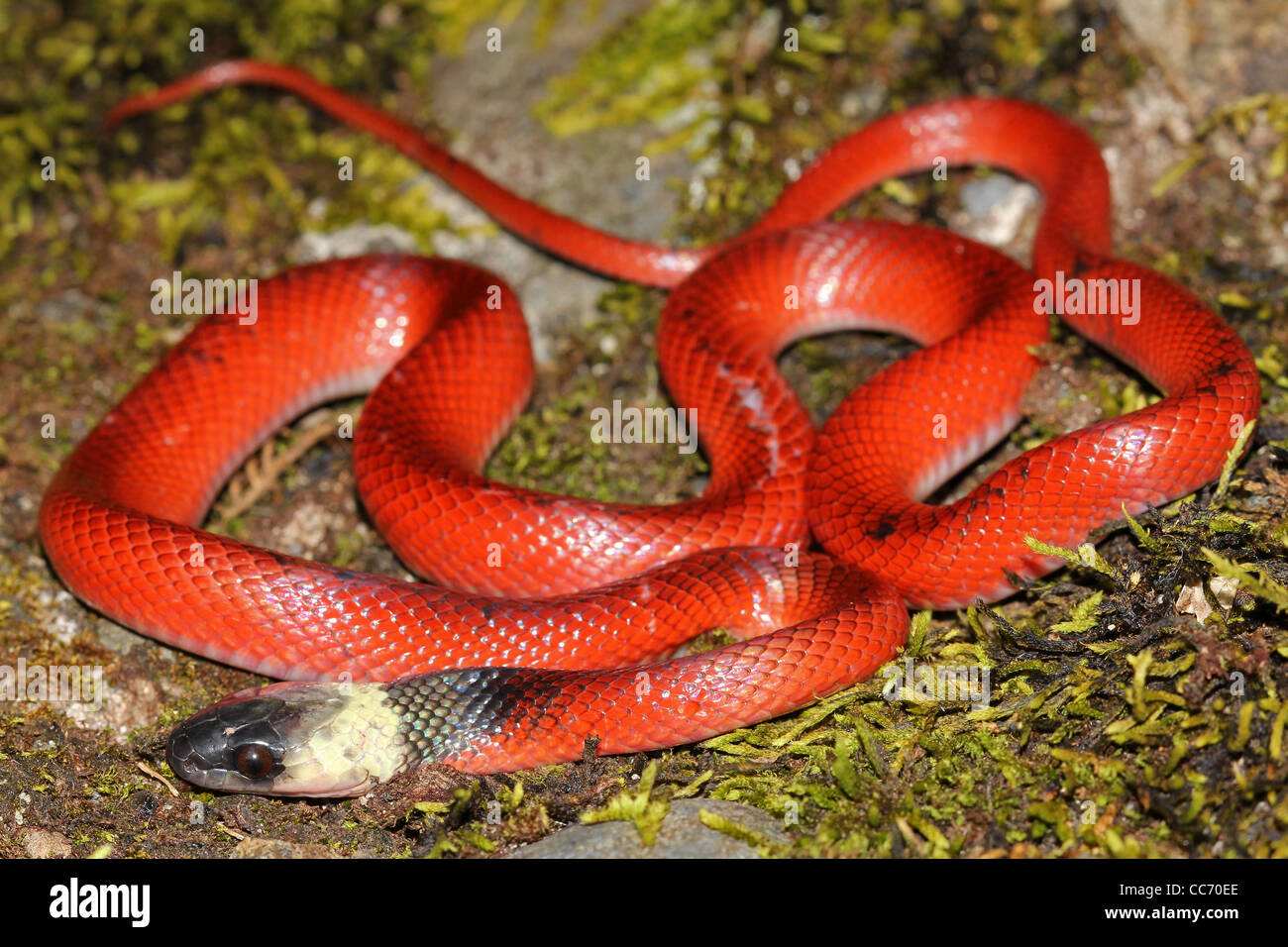 Red snake Banque de photographies et d'images à haute résolution - Alamy