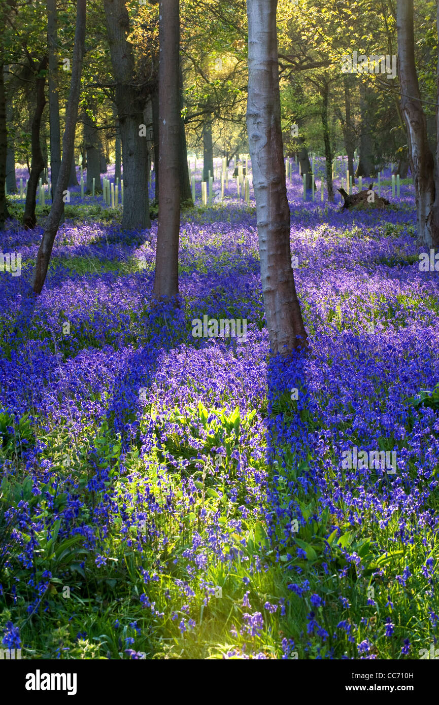 Jacinthes en bois à Henley-on-Thames Banque D'Images