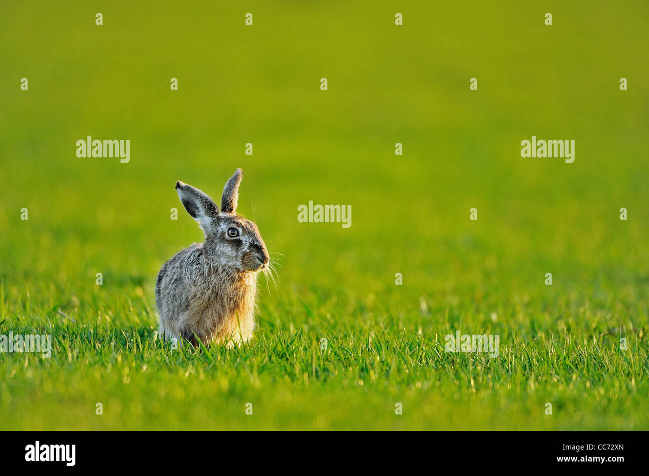 Lièvre européen / lièvre brun (Lepus europaeus) assis dans un pré, les Pays-Bas Banque D'Images