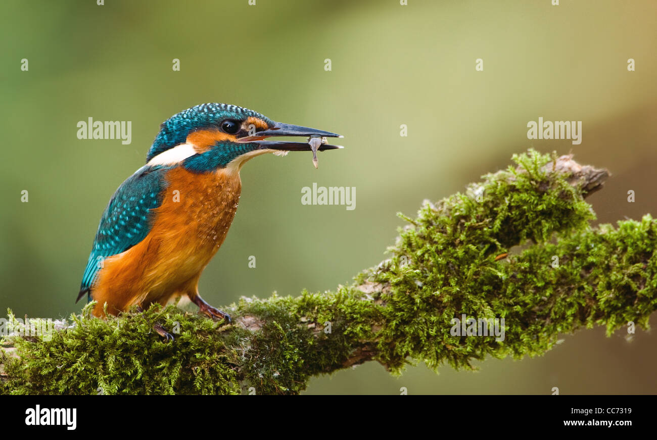 Portrait de goéland / Common Kingfisher (Alcedo atthis) perché sur branche avec bec en poisson, les Pays-Bas Banque D'Images