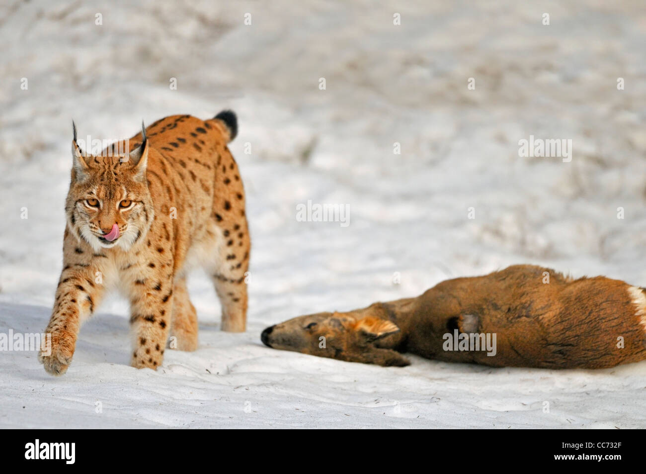 Le lynx eurasien (Lynx lynx) avec chevreuils tués dans la neige en hiver, forêt de Bavière, Allemagne Banque D'Images