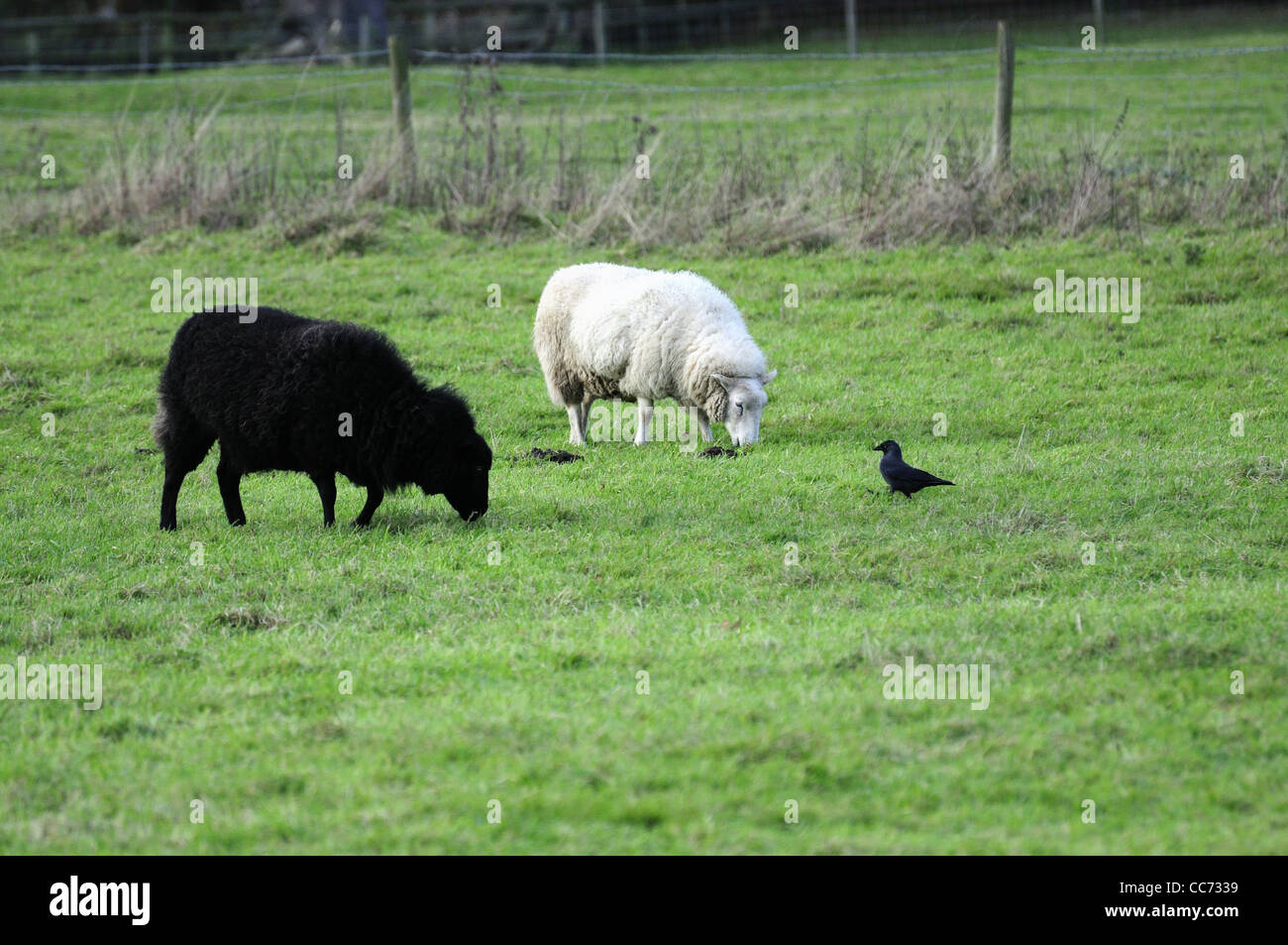 Mouton noir et blanc des moutons paissant avec observation des oiseaux noirs Banque D'Images