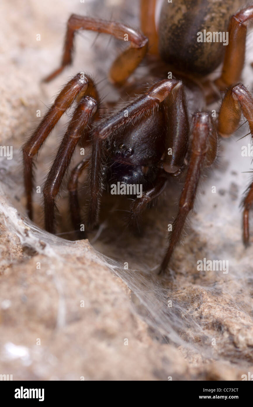 Palmé (araignée dentelle Amaurobius similis) close up Banque D'Images