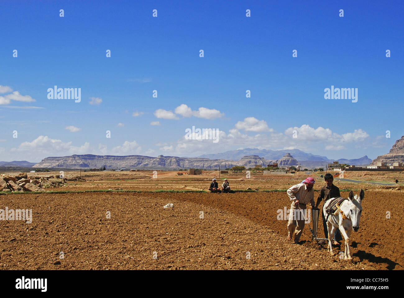 Le Yémen, à l'intérieur des terres, la renommée avec le labour des animaux sur le terrain vaste domaine agricole sur une journée ensoleillée Banque D'Images