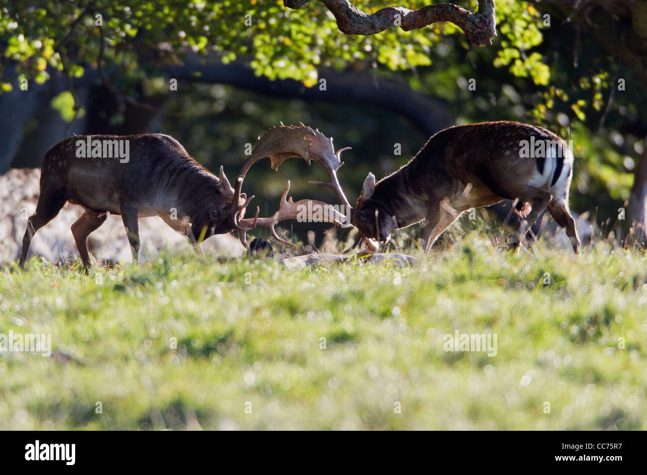 Le daim (Dama dama), deux mâles combats durant le rut, Royal Deer Park, Silkeborg, Danemark, copenhague, Danemark-du-Sud Banque D'Images