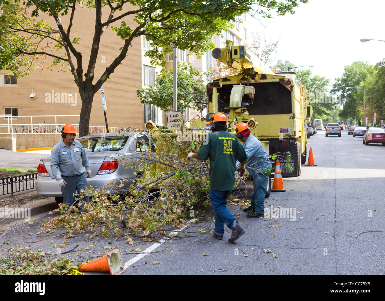 Les travailleurs d'arbres chargement d'une grande branche dans shredder - USA Banque D'Images