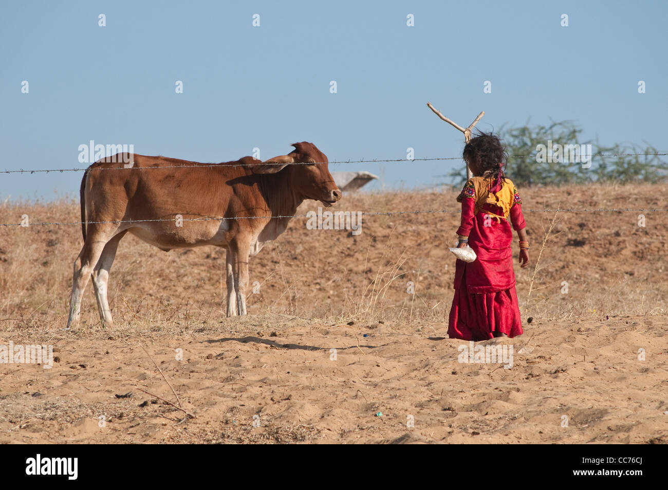 Petite fille en robe rouge et une vache divisé par des barbelés, Pushkar, Rajasthan, India Banque D'Images