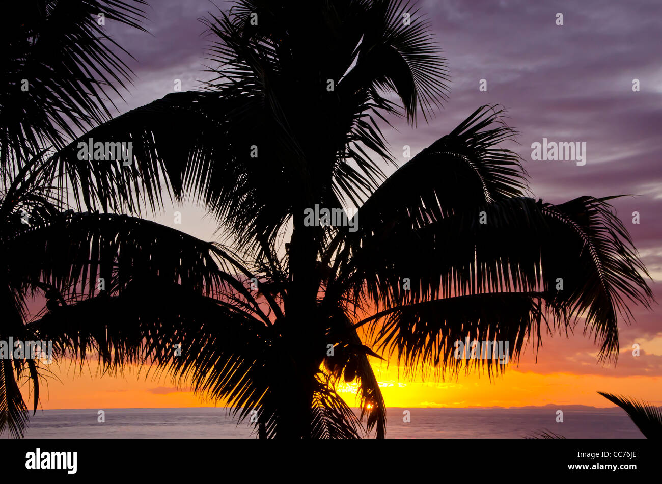 Les frondes de palmier Silhouette pt portrait iconique au coucher du soleil, les tropiques libre Banque D'Images