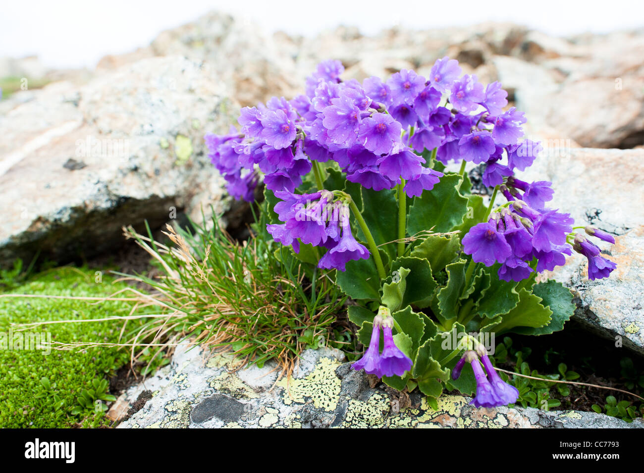 Libre de rose fleurs alpines (lat. Thlaspi rotundifolia) Banque D'Images
