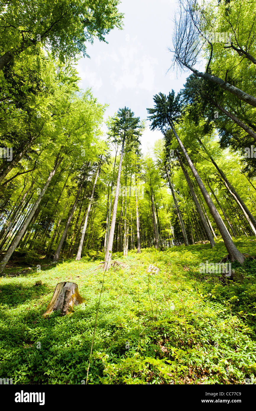 Vue grand angle d'une forêt printemps coloré Banque D'Images Vue grand angle d'une forêt printemps coloré Banque D'Images