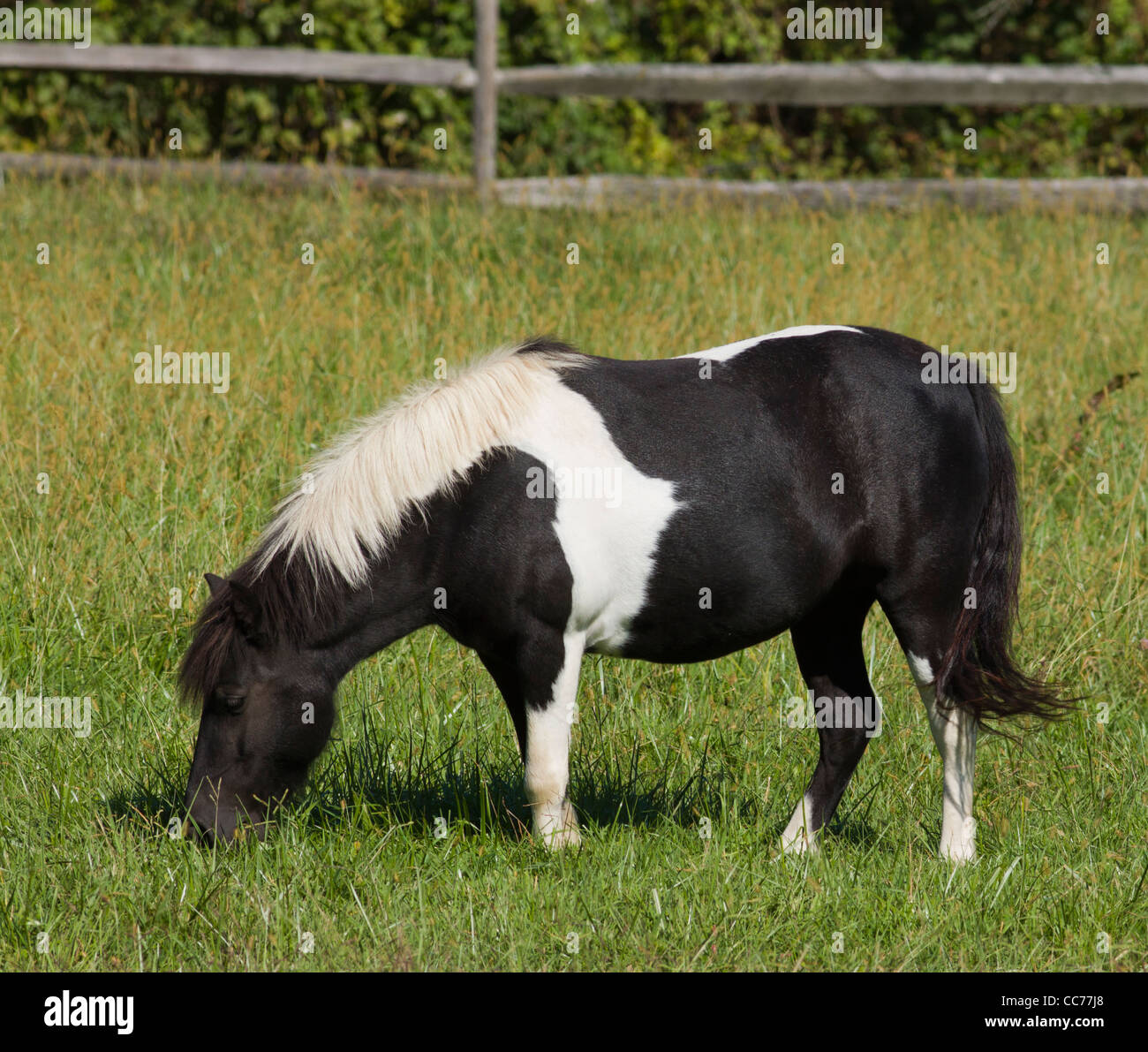 Cheval Poney Noir Et Blanc Banque Dimages Photo Stock - 